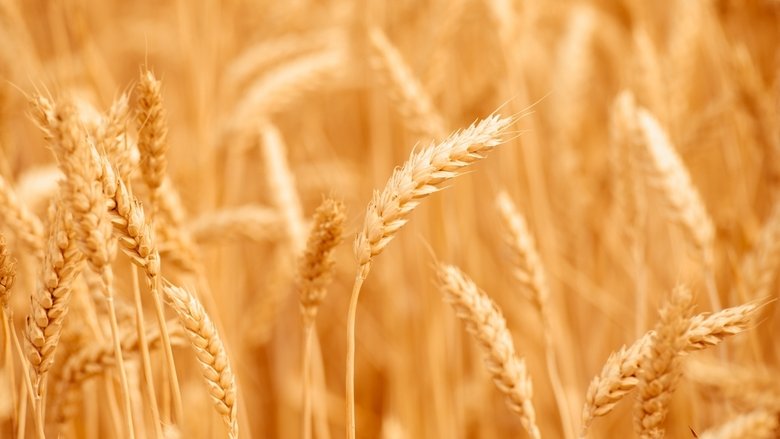 Cosa ci dicono gli ultimi dati sui raccolti del grano?