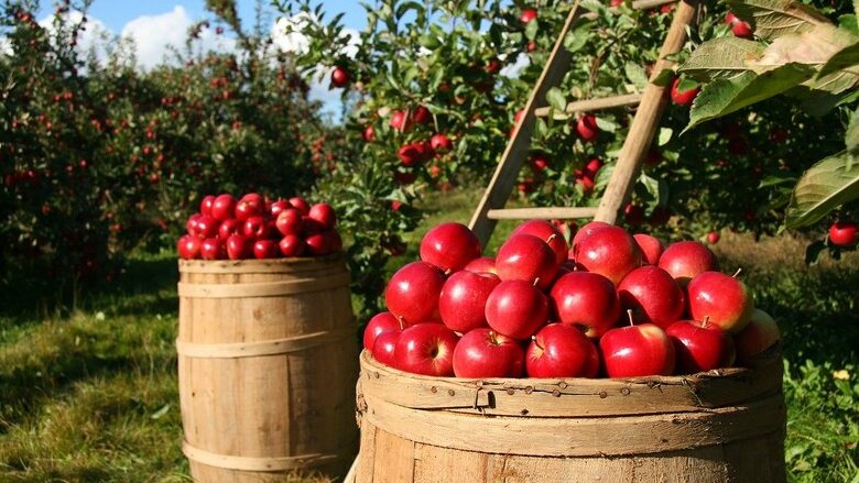 Gli investitori istituzionali scommettono sui terreni agricoli. Ecco perché i loro rendimenti crolleranno