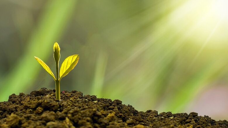 I fondi di investimento sono a caccia di terreni agricoli. Ecco perché