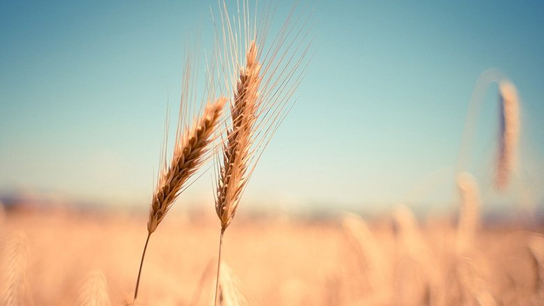 Così la Russia sta causando una lunga crisi del grano in Europa