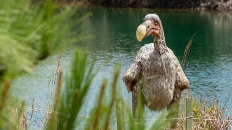 "Resuscitare" il Dodo in laboratorio: l'annuncio di una azienda di biotecnologia