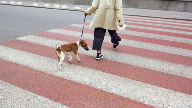 Più cani che bambini piccoli: l'ultima tendenza della Cina