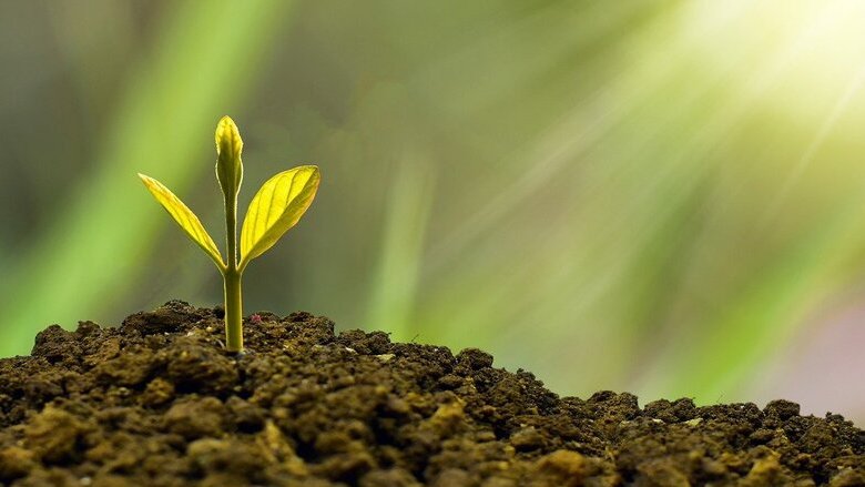 Come investire nella biodiversità con gli ETF?