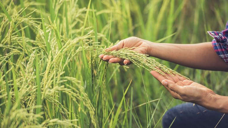 Fertilizzanti e agricoltura, i titoli più redditizi nel 2026 sono questi