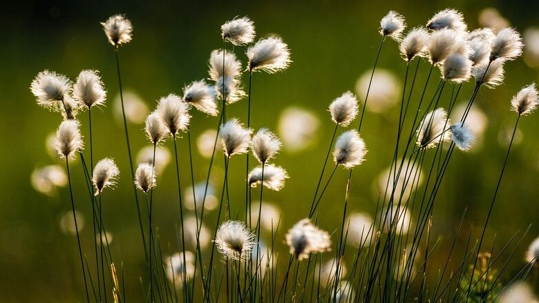 Perché il prezzo del cotone sta crollando proprio ora?