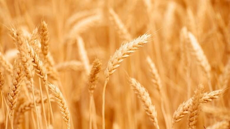 Il grano arretra dai massimi dopo l'apertura diplomatica sul Mar Nero, ma l'export ucraino resta ai minimi