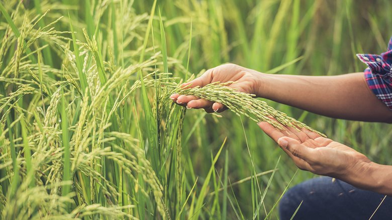Fertilizzanti e agricoltura, i titoli più redditizi nel 2026 sono questi