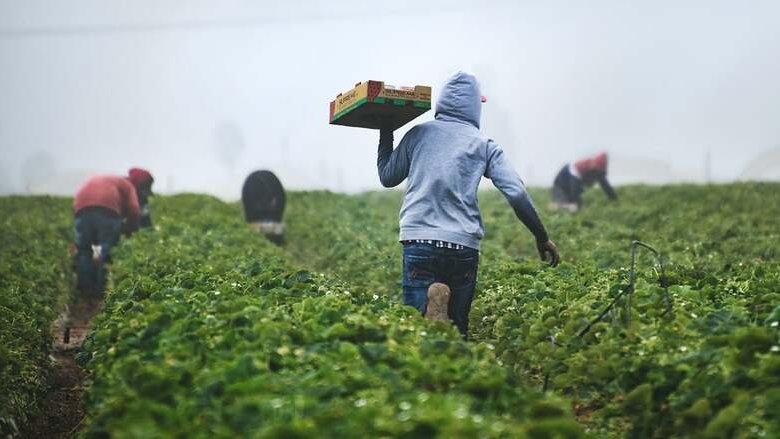 Meno fertilizzanti oggi, meno cibo domani. Il vero effetto domino della guerra in Iran è questo