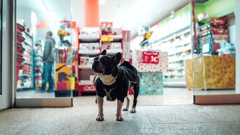 Quanto spendono gli italiani per i loro animali domestici?